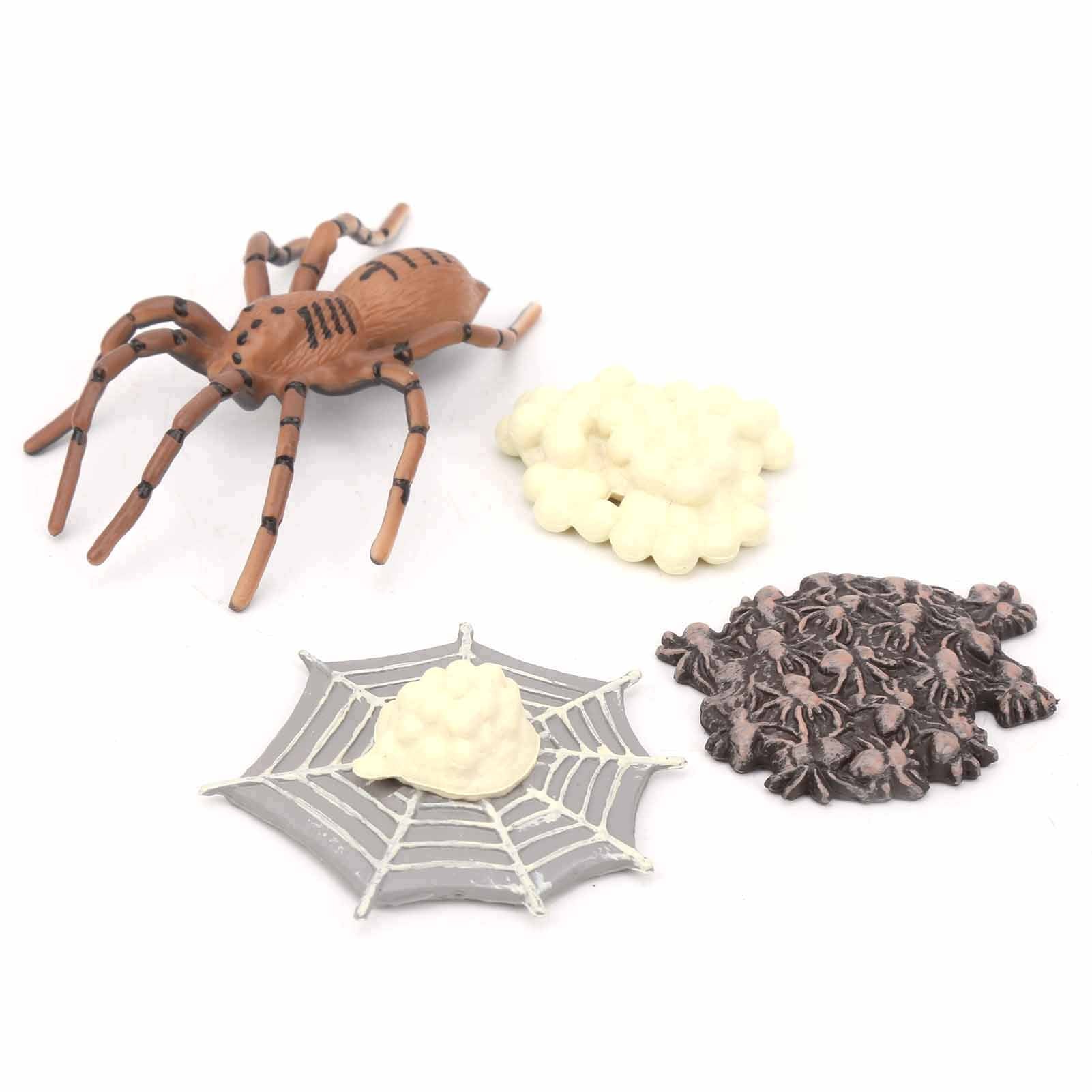 Animals Growth Cycle Life Cycle Model Learning Teaching Model Toy for Children#1